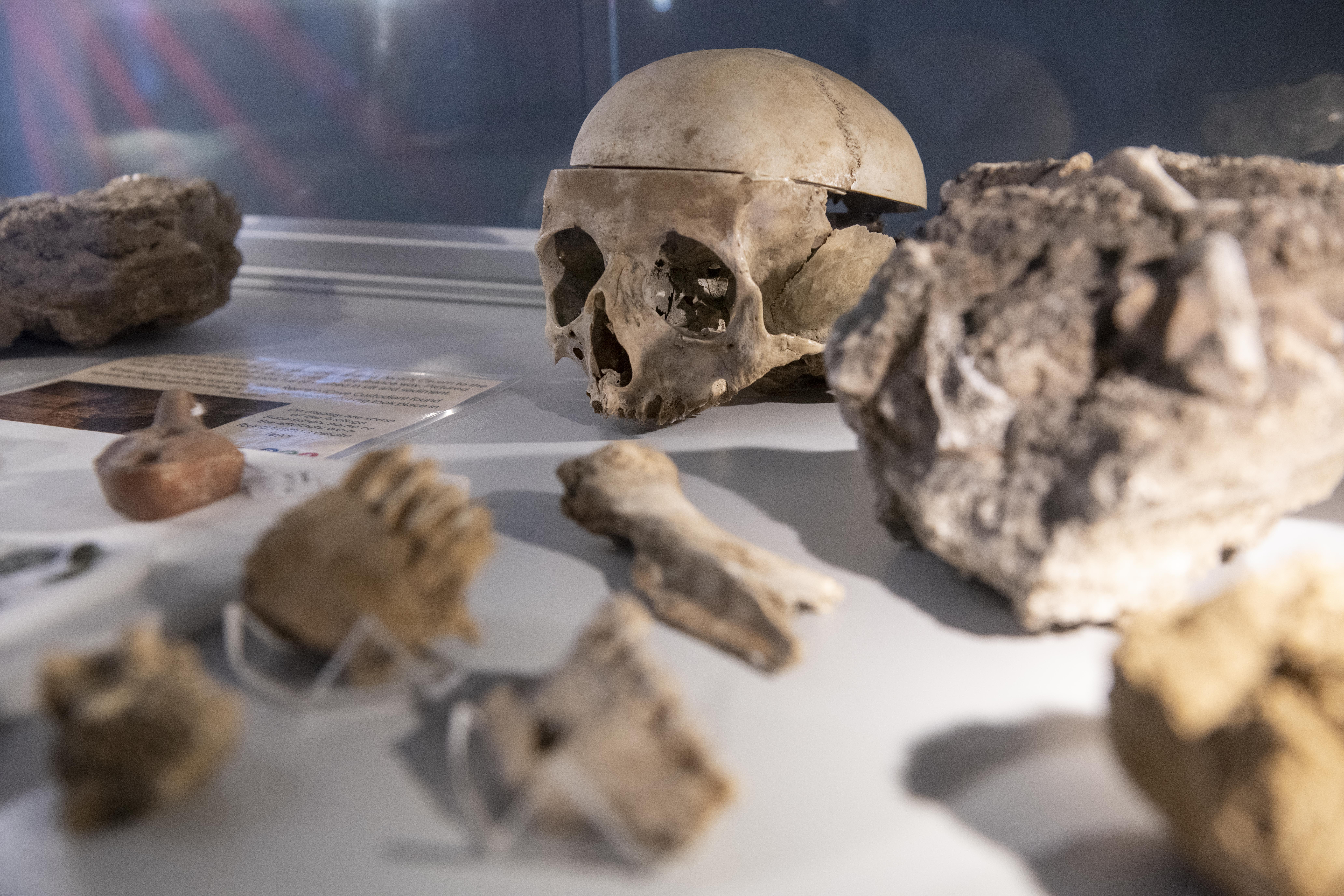 Human skull from the Poole’s Cavern exhibition Poole's Cavern