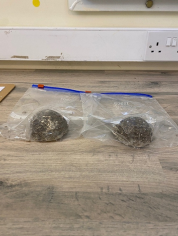 Stalagmite samples after removal